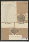 Aulacodiscus angulatus var. neogradensis (Pant.) Rattr. (de-Toni-Nr.: Genus 182, Species 4505) Zeichnungen Sammlung Grunow Nr. 8076 (NHMW-BOT-W0377403)